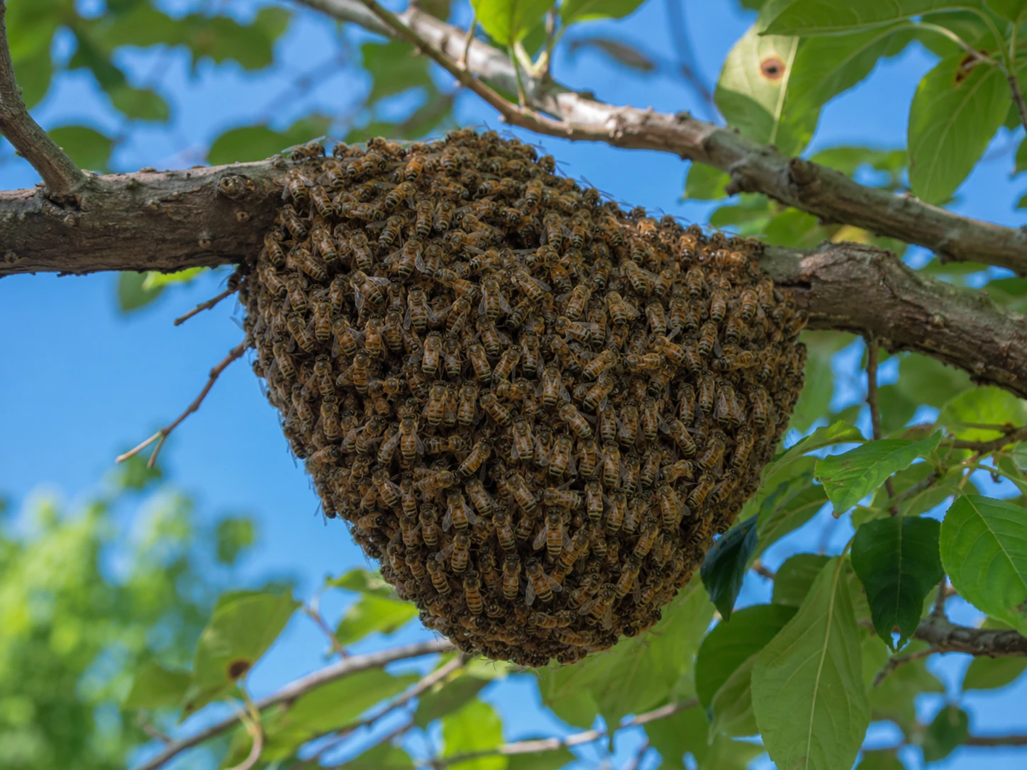 Enjambre de abejas rescatado