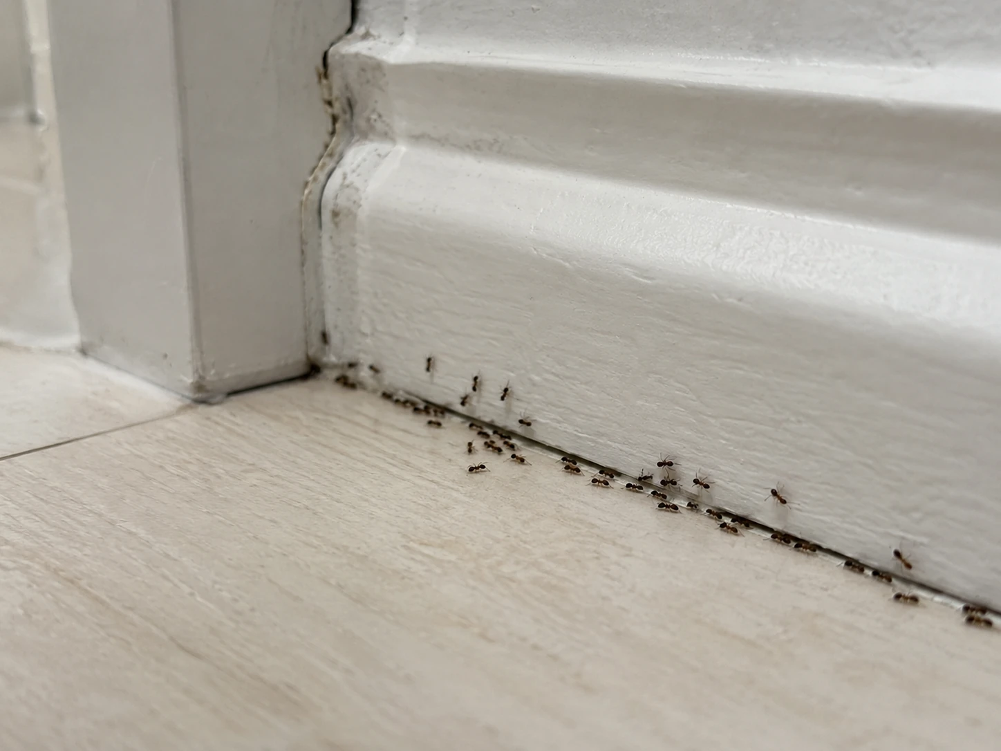 Recorrido de hormigas detectado durante una inspección